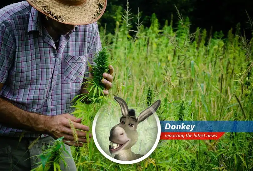 Marijuana plants could soon be less of a 'far far away' investment risk.