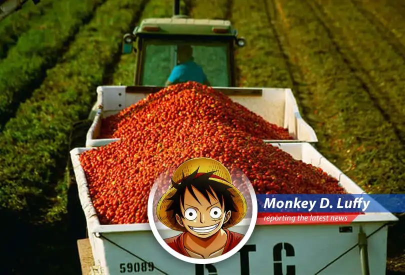 Tomato prices on the rise impacting consumers globally