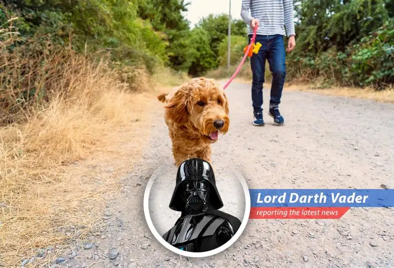 Various methods to generate additional income including reselling items, freelancing, pet sitting and cash advances.