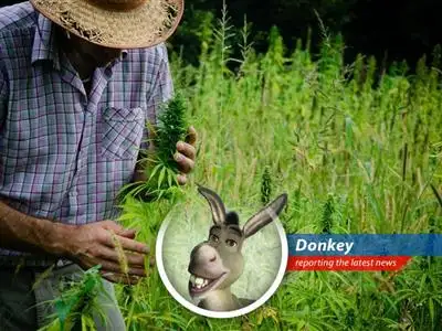 Marijuana plants could soon be less of a 'far far away' investment risk.