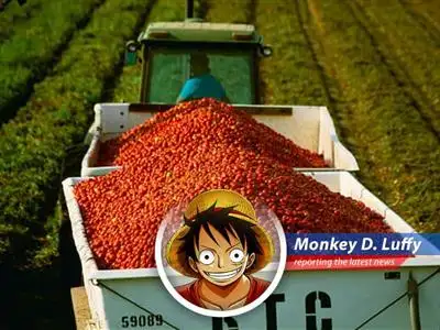 Tomato prices on the rise impacting consumers globally