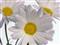 lilacs54 profile pic